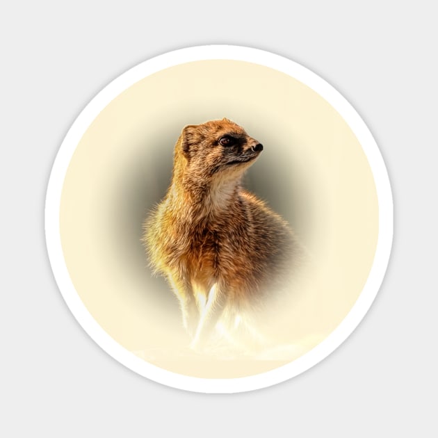 Yellow mongoose Magnet by Guardi
